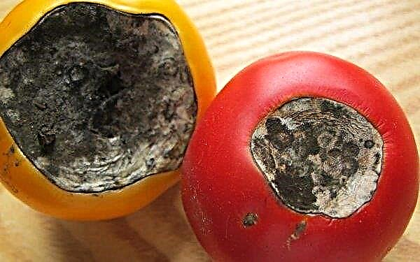 How to process tomatoes from the top rot of fruits: drugs, folk remedies