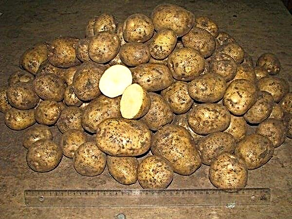 Aardappel Karatop: kenmerken en beschrijving van de variëteit met een foto, smaak, teelt en verzorging