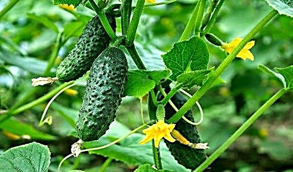 How to grow good cucumbers in a greenhouse and in the open ground: what varieties, planting and care