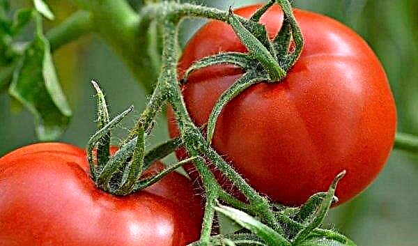 Cuento de hadas Tomat Snow: características y descripción de la variedad, foto, rendimiento, cultivo y cuidado, foto