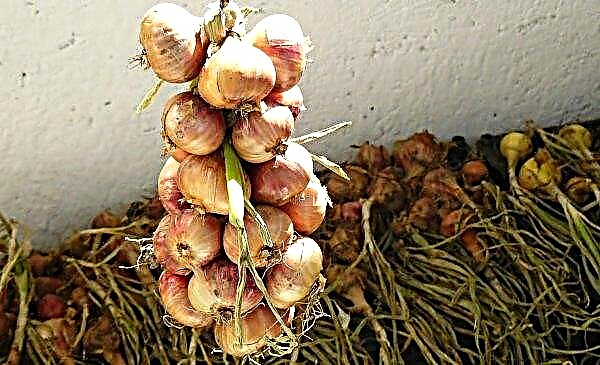 Setton onion: description and characteristics, agricultural techniques of growing and planting care, photo