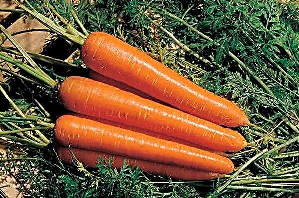 Amsterdamer Karotten: Eigenschaften und Beschreibung, Ernteerträge, Pflege und Anbau, Foto