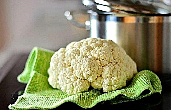Cauliflower Goat-Dereza: description and characteristics of the variety, advantages and disadvantages, planting and care, photo