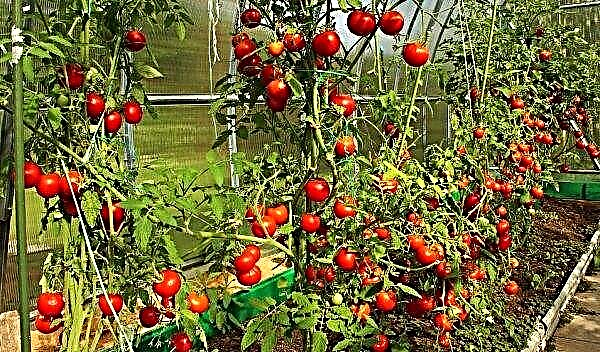 How to properly tie tomatoes (in a greenhouse, in the open ground): methods, step-by-step guide, photos, video
