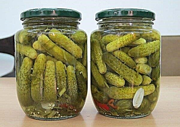 Pickled cucumbers without sterilization: the best recipes with step-by-step cooking, video