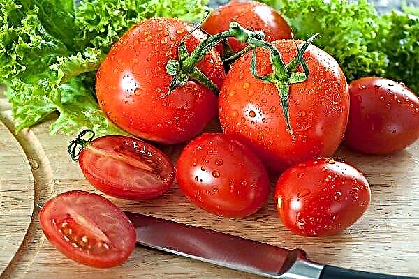 Tomatoes for a woman's body: benefits and harms, medicinal properties and contraindications