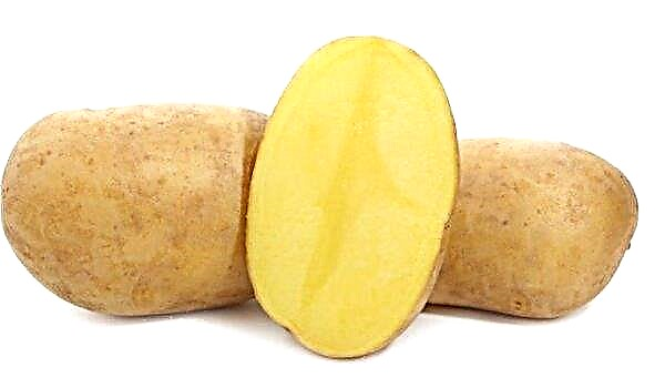 Potato Lilya: περιγραφή, χαρακτηριστικά και καλλιέργεια ποικιλιών, παραγωγικότητα και γεύση, ειδικά φύτευση και φροντίδα, φωτογραφία
