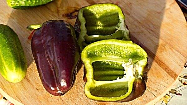 Pourquoi les poivrons sont devenus violets: raisons et quoi en faire, est-il possible de les manger