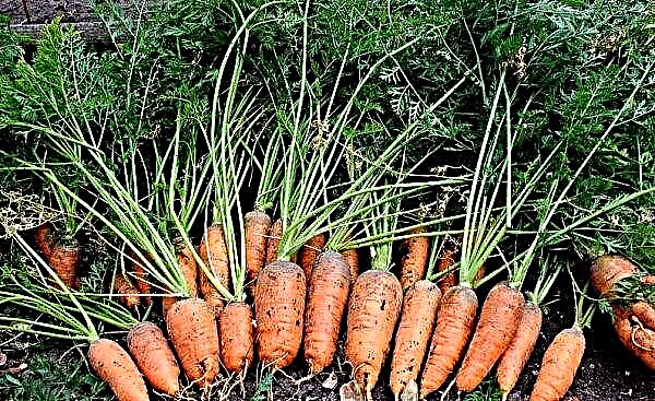 Zanahoria Zanahoria: características y descripción de la variedad, cultivo y cuidado, fotos, reseñas.