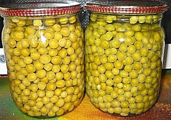 How to pickle green peas for the winter at home: step by step instructions, additional tips, photos