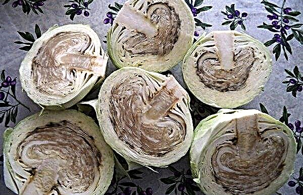 Cabbage rots in the bud: the main reasons for what to do and how to prevent, preventive measures