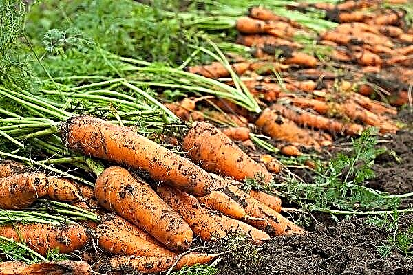 Sankin variety carrots love: features and characteristics, agricultural technique of cultivation and care, photo