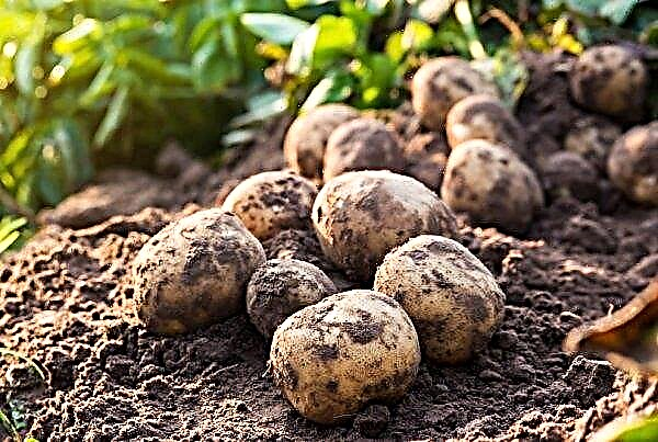 Potato Nikulinsky: description and characteristics, advantages and disadvantages of the variety, planting and care, photo