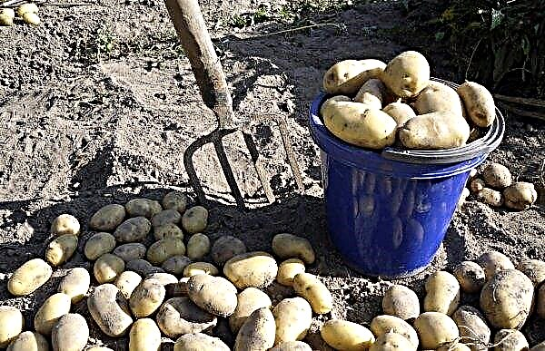 Potato Luck: description and characterization of varieties with photos, taste and keeping quality, especially cultivation and care