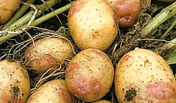 Potatoes Ivan da Marya: characteristics and description of the variety, yield, methods of cultivation and care, photo