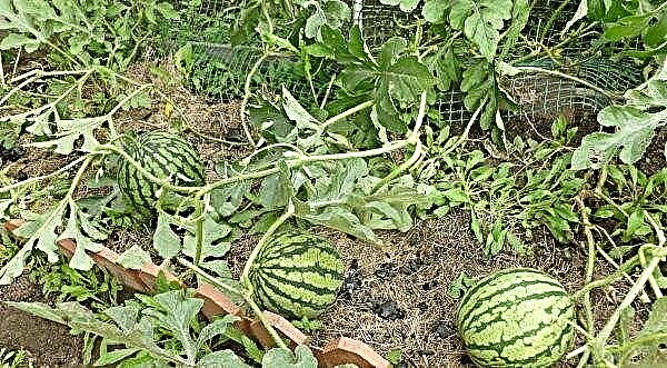 When watermelons ripen: how to distinguish ripe berries, on which the ripening time depends