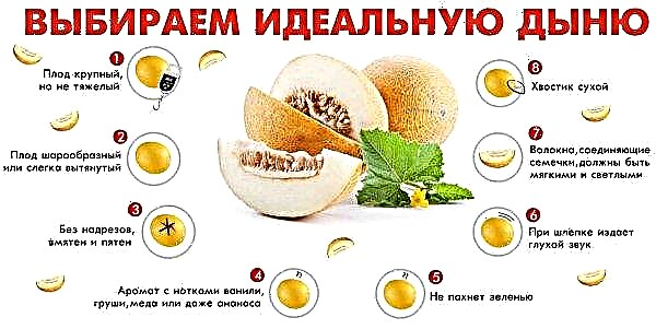 Varietà di meloni Amal F1: caratteristiche e caratteristiche, gusto, date di raccolta, semina e cura della tecnologia agricola, foto