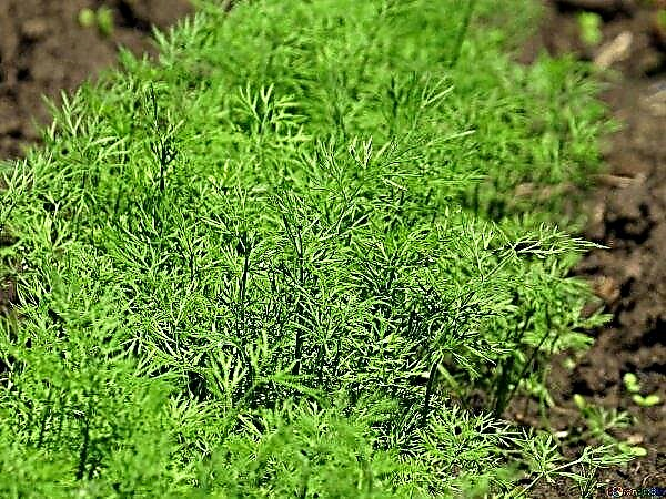 Bush dill: the best varieties for greens, photo, cultivation in the open ground