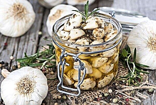 Pickled garlic for the winter: the best recipes