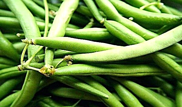 Asparagus dan kacang hijau: apa bedanya, foto