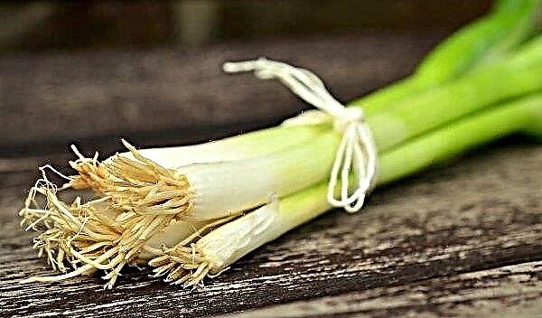 Onion batun: καλλιέργεια και φροντίδα, πώς να φυτέψετε και να φροντίσετε στο ανοιχτό έδαφος
