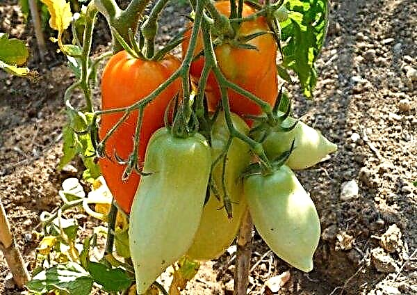 Tomato Kornabel F1: description and characteristics, features of cultivation and care of the variety, yield, photo