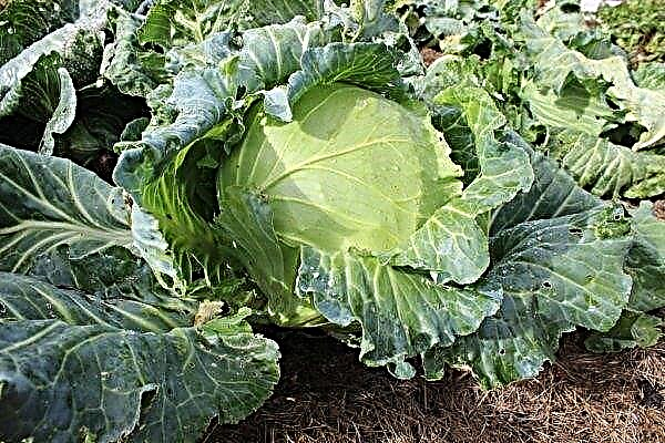 White cabbage Kolobok f1: characteristics and description of the variety, photo, yield, cultivation and care
