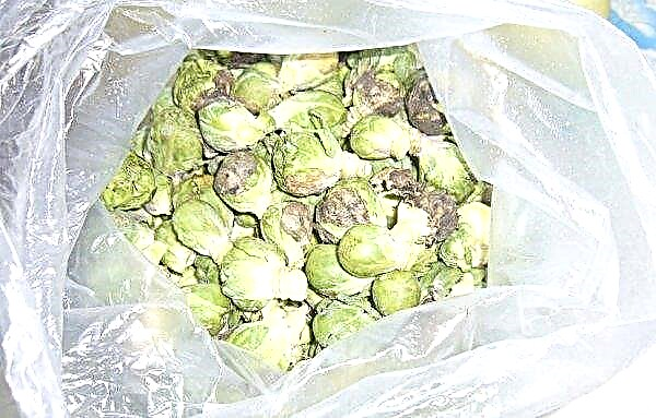 When and how to harvest Brussels sprouts from the garden, storage rules and photos