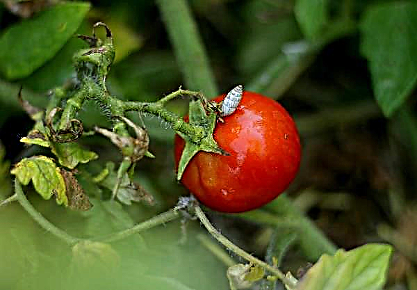Visiem līdzekļiem, kas tomātu audzētājam ir jābūt krājumā