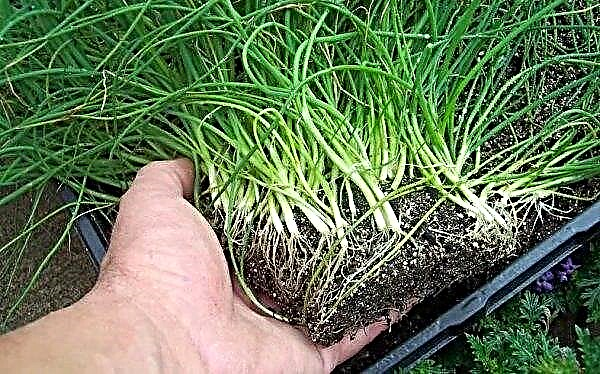 Growing onions from seeds: when to plant, in open ground, at home, in one season, video