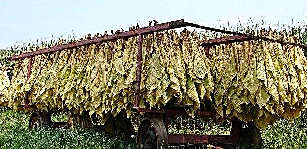 Tobacco cultivation: basic rules, care and storage features, photo