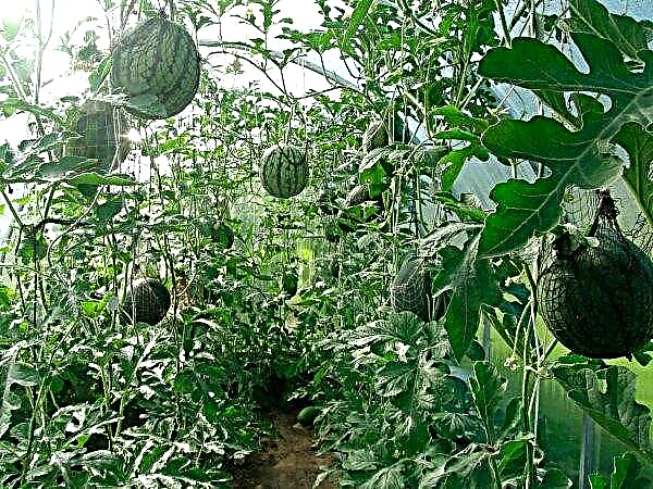 Cultivar sandías en un invernadero: selección de variedades, plantación y cuidado, formación de arbustos, video