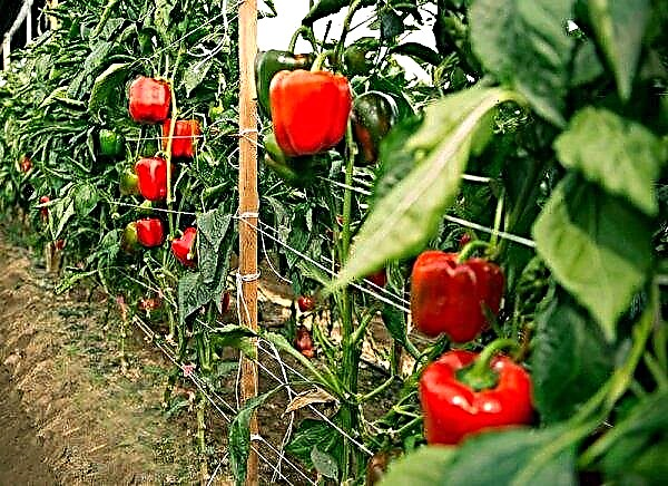 When to remove peppers in a greenhouse: terms and basic rules