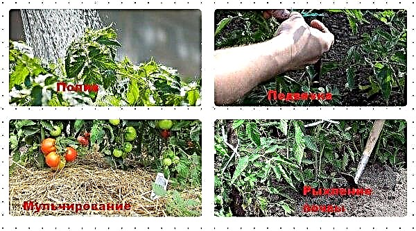 Growing tomatoes in a polycarbonate greenhouse in the Urals: timing and rules of planting and care