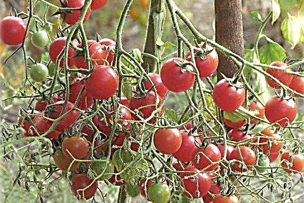 كيفية زراعة الطماطم بشكل صحيح في دفيئة: القواعد الأساسية ، تعليمات خطوة بخطوة ، صور ، فيديو