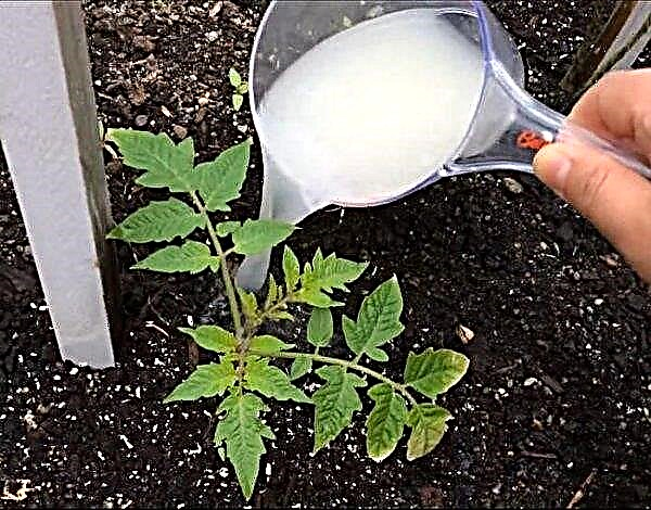 Topping tomatoes in a greenhouse: what fertilizers, and how to use them correctly, timing of top dressing