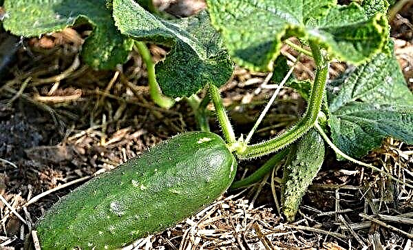 How to extend the fruiting of cucumbers: how to feed in a greenhouse and in the open ground