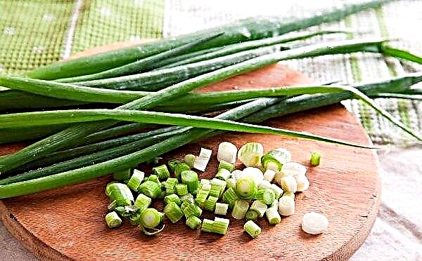 Green onions: description, benefits and harms to health, composition and features of application