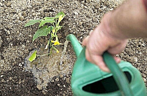 Nourrir les concombres avec du fumier en pleine terre: comment se reproduire et comment fertiliser