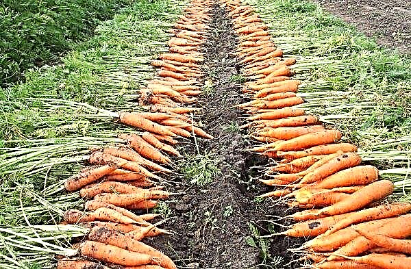 ¿Es necesario recortar la parte superior de las zanahorias: razones, tiempo, reglas de poda
