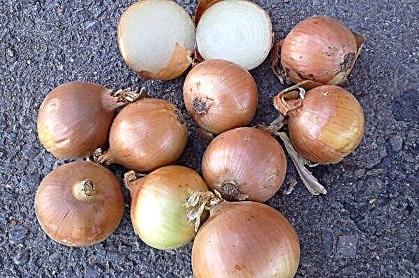 Calcedonio di cipolla: descrizione e caratteristiche della varietà, caratteristiche di coltivazione e cura, foto