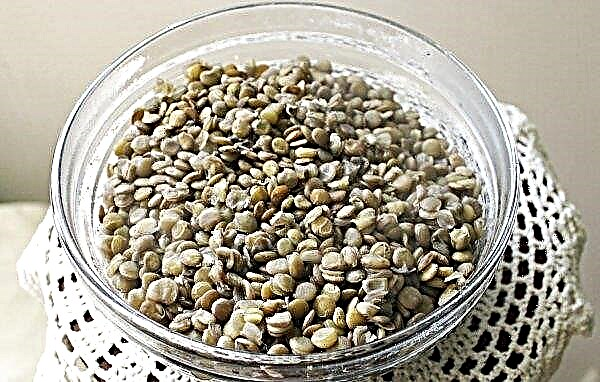 Useful and harmful properties of lentils: characteristics, use, effect on the body, contraindications