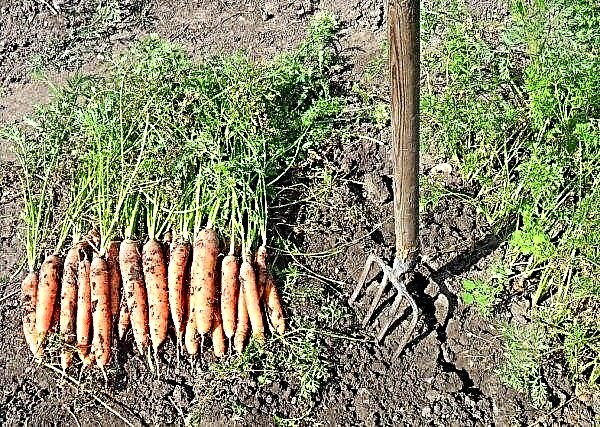 Carrots of the variety NIIOKH 336: characteristics and description of the variety, especially the care and cultivation, photo