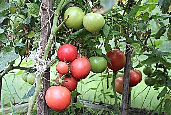 طماطم "Pink Bush F1": خصائص ووصف الصنف ، الصورة ، المحصول ، الزراعة والرعاية