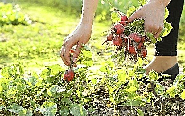 Features of growing and caring radishes at home