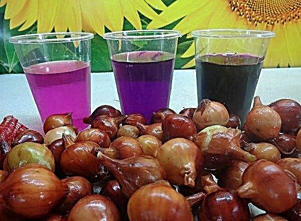 Onion diseases: methods of treatment and control of major diseases, preventive measures, photo