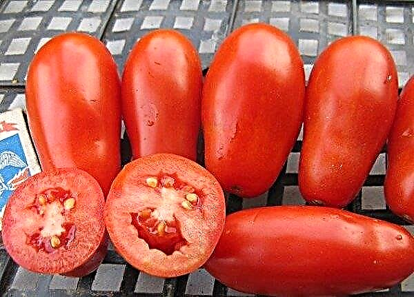 Pęczek francuskich pomidorów: charakterystyka i opis odmiany, zdjęcie, plon, sadzenie i pielęgnacja