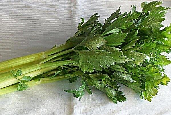 Celery leaf: benefits and harms, how to eat, reviews