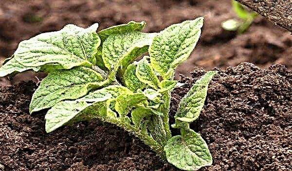 Potatoes Koroleva Anna: description and characteristics of the variety with a photo, especially planting, growing and storage