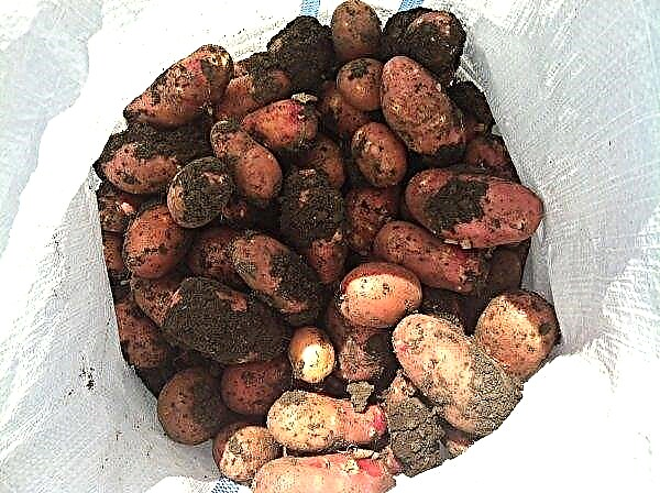 Potato Scarlet: description and characteristics of the variety, taste, cultivation and care, photo